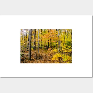 Bruce Trail  Autumn  Wide Posters and Art